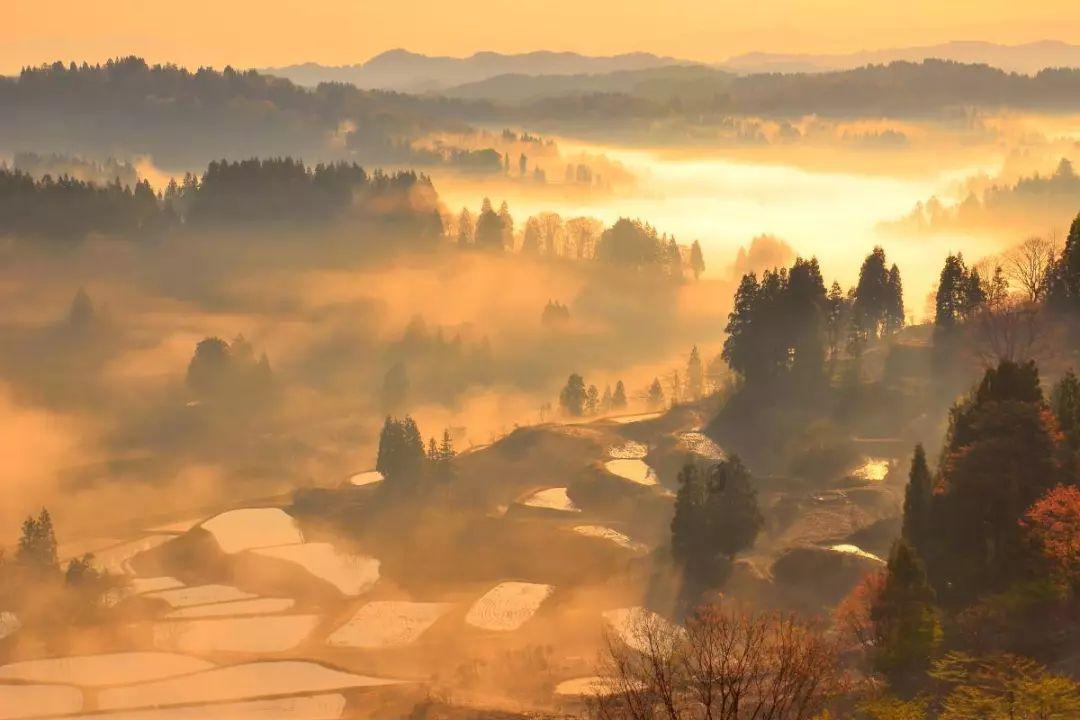 动物帮帮忙保卫家园