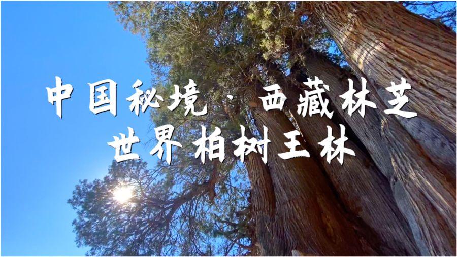 马的拼音怎么拼？游戏画面