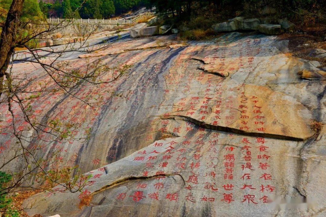 逃离金刚鹦鹉森林