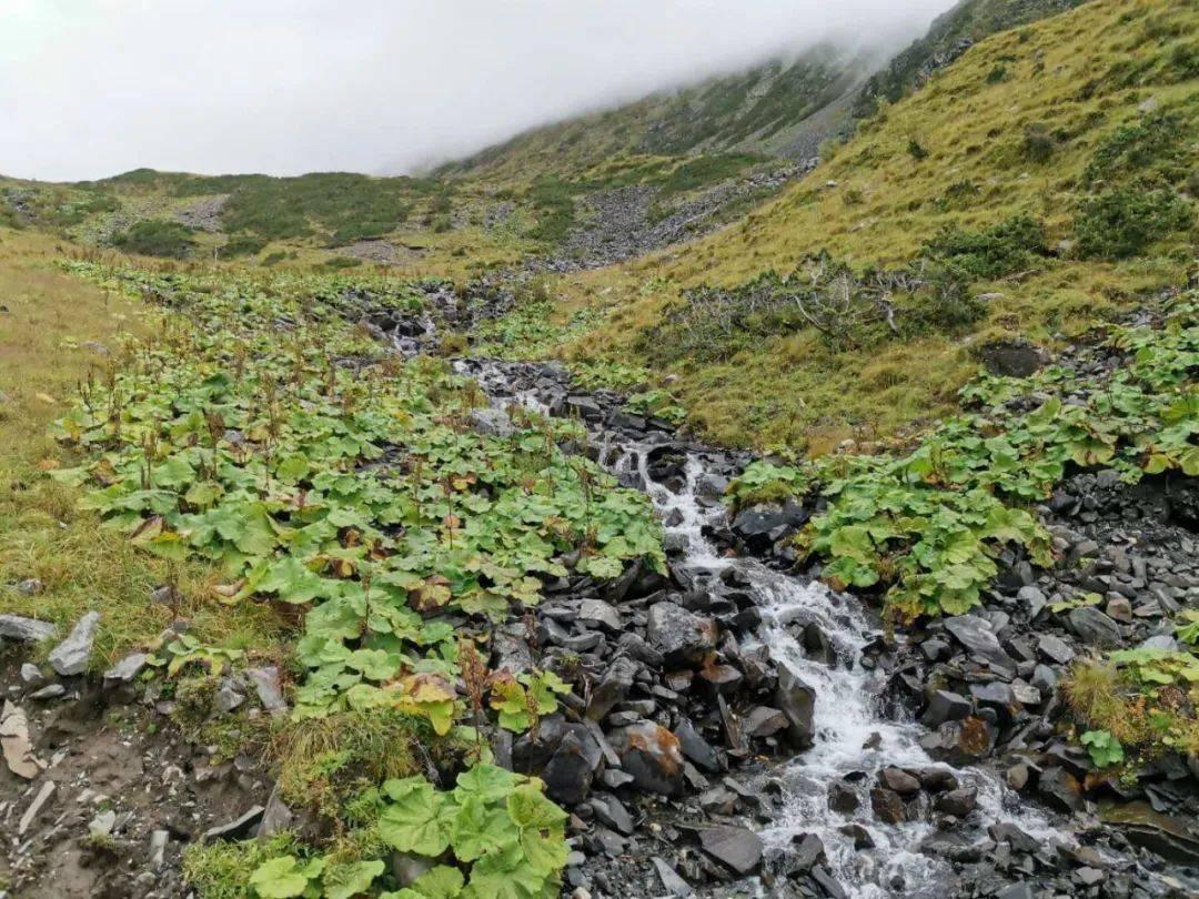 港股CRO板块午后急挫 药明康德跳水跌超10%